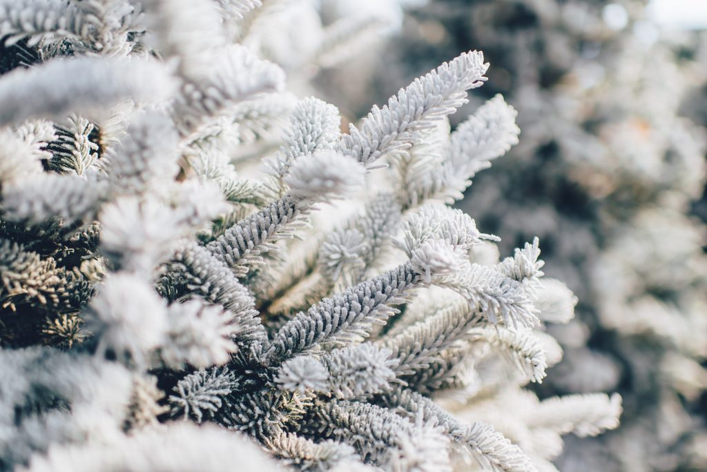 Frosted tree in winter