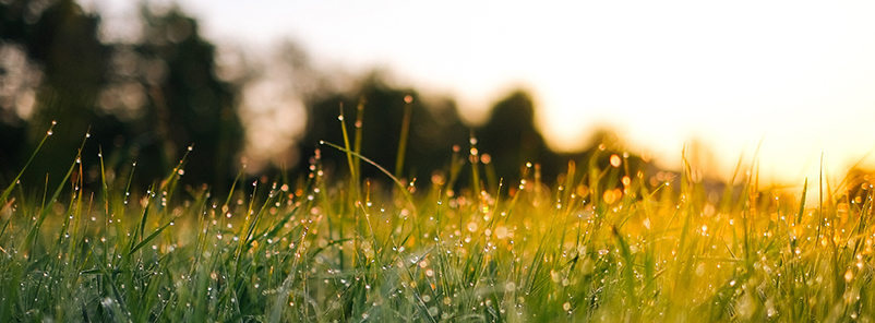 Spring Meadow